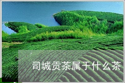 司城贡茶属于什么茶/2023041519584