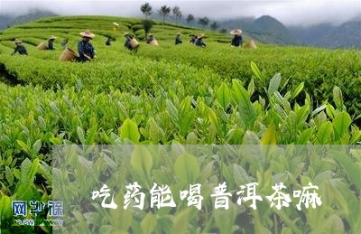 吃药能喝普洱茶嘛/2023041294047