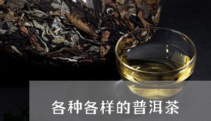 各种各样的普洱茶/2023040123747