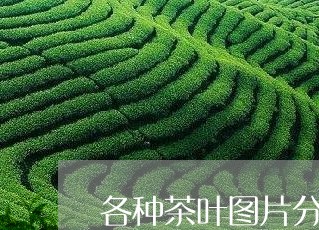 各种茶叶图片分类/2023032629414