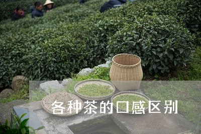 各种茶的口感区别/2023032583838