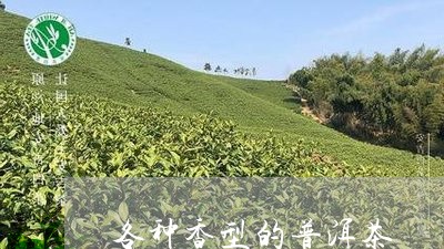 各种香型的普洱茶/2023041217361