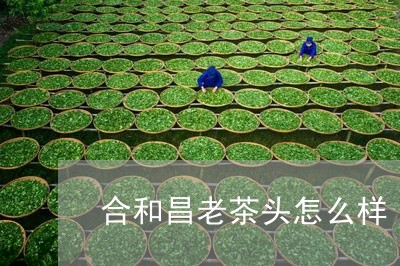 合和昌老茶头怎么样/2023041742826