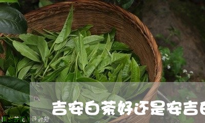 吉安白茶好还是安吉白茶好/2023040296058