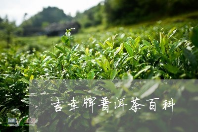 吉幸牌普洱茶百科/2023033096150