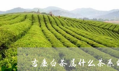 吉庆白茶属什么茶系的系列/2023040227258