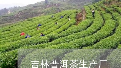 吉林普洱茶生产厂/2023031626159