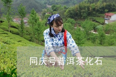 同庆号普洱茶化石/2023031658483