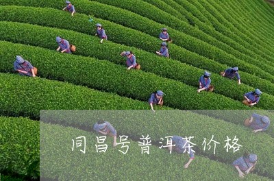 同昌号普洱茶价格/2023041398475