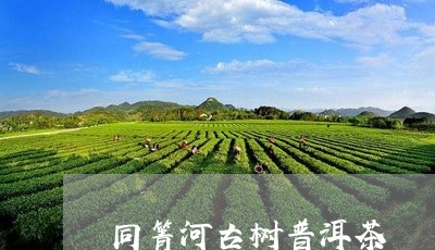 同箐河古树普洱茶/2023033149703