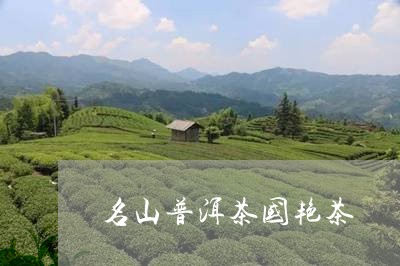 名山普洱茶国艳茶/2023031636249