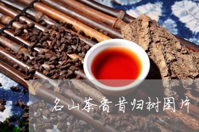 名山茶香昔归树图片/2023041493149