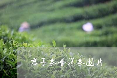 君子茶普洱茶图片/2023031736371