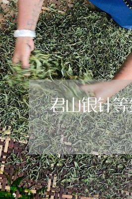 君山银针等级和价格/2023032126249