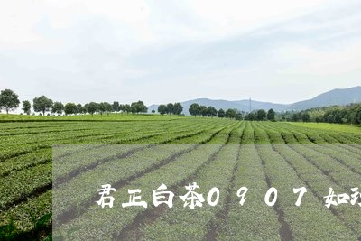 君正白茶0907如琢如磨/2023033179483