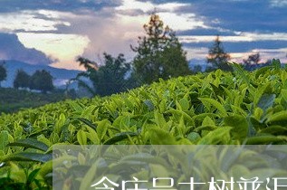 含庆号古树普洱茶/2023041361604