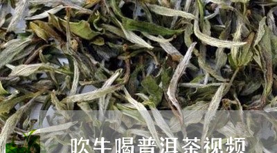 吹牛喝普洱茶视频/2023041015257