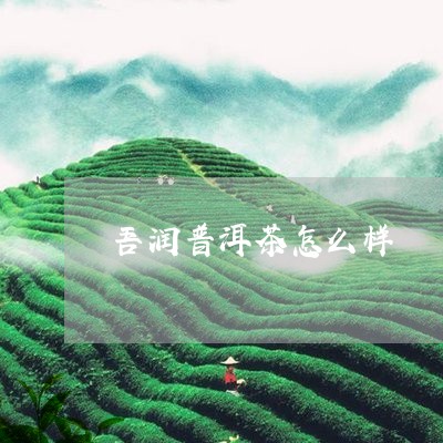 吾润普洱茶怎么样/2023033185258