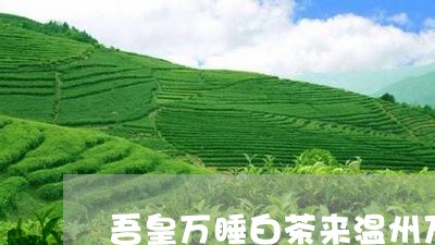 吾皇万睡白茶来温州万象城/2023040256058