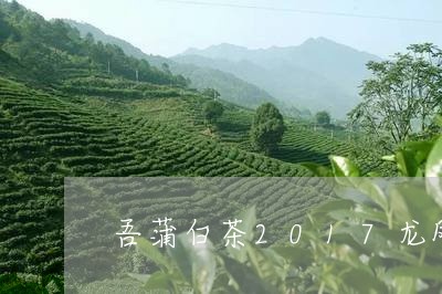 吾蒲白茶2017龙凤吉祥/2023033030693