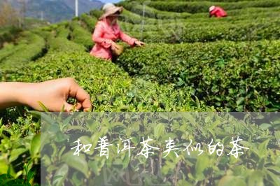 和普洱茶类似的茶/2023041181414