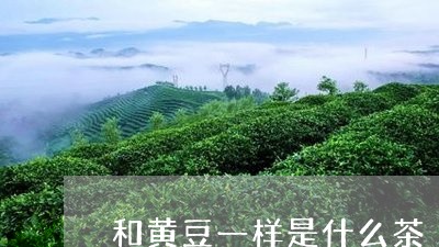 和黄豆一样是什么茶/2023041531926