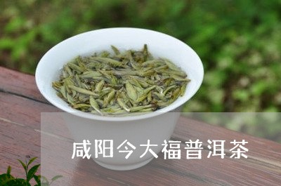 咸阳今大福普洱茶/2023040159476