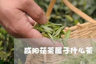 咸阳茯茶属于什么茶/2023041514928