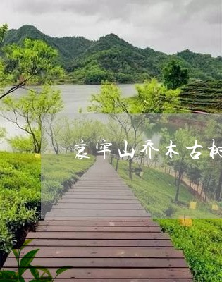 哀牢山乔木古树茶饼/2023032107281