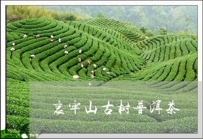 哀牢山古树普洱茶/2023033171613