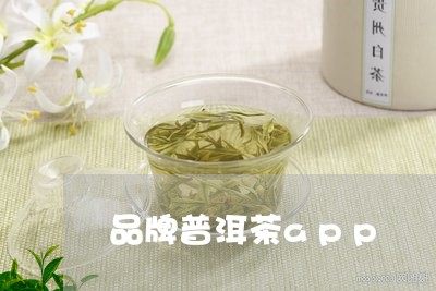 品牌普洱茶app/2023041150705