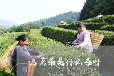 品茗茶是什么茶叶/2023032741793