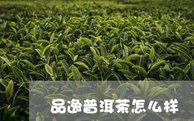 品逸普洱茶怎么样/2023033145925