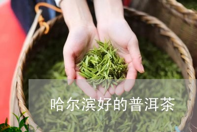 哈尔滨好的普洱茶/2023041086060