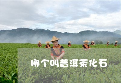 哪个叫普洱茶化石/2023041093616