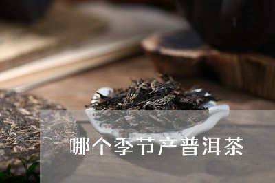 哪个季节产普洱茶/2023041048360