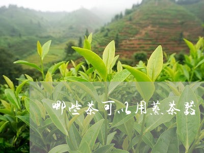 哪些茶可以用蒸茶器/2023031940693