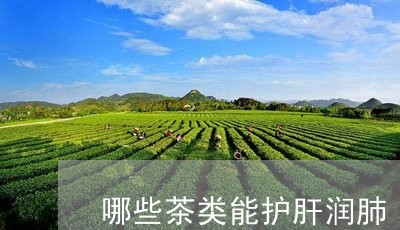 哪些茶类能护肝润肺/2023032157161