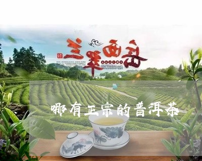 哪有正宗的普洱茶/2023041253836