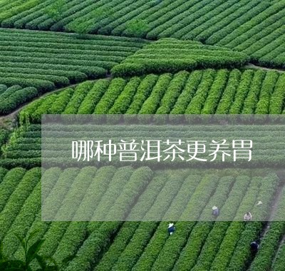 哪种普洱茶更养胃/2023040912816