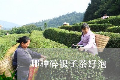 哪种碎银子茶好泡/2023032442593