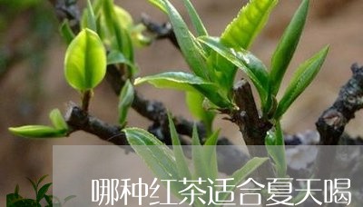 哪种红茶适合夏天喝/2023041501860