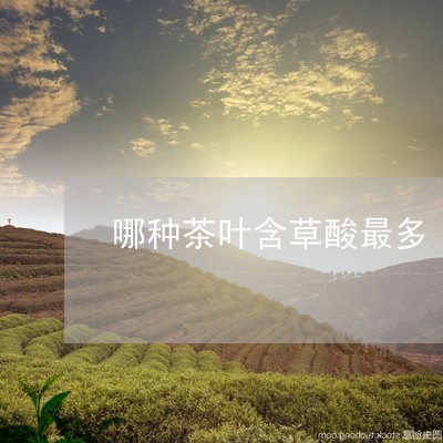 哪种茶叶含草酸最多/2023032247279