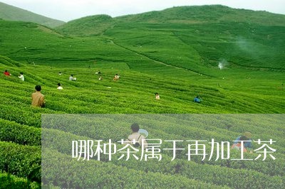 哪种茶属于再加工茶/2023041579514