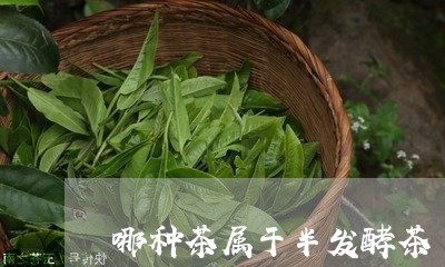 哪种茶属于半发酵茶/2023041585260