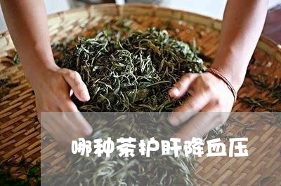 哪种茶护肝降血压/2023032472624