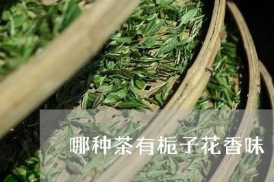 哪种茶有栀子花香味/2023032028269