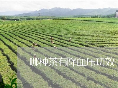 哪种茶有降血压功效/2023032041403