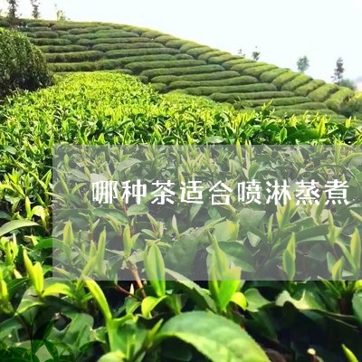 哪种茶适合喷淋蒸煮/2023041592260