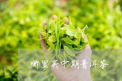 哪里买中期普洱茶/2023031805159